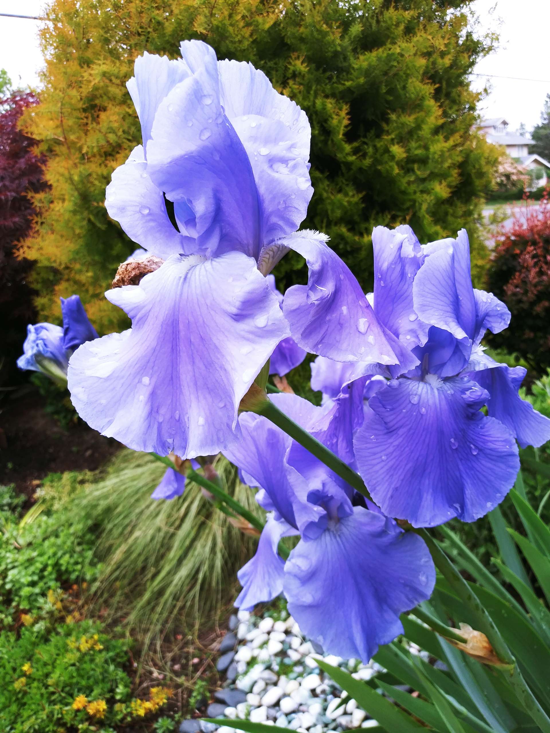 iris 20210521_085545